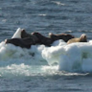 Meet your Posher, Patrick